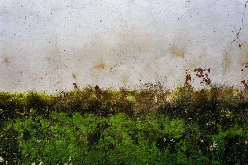 Close-up of severe green moss and dark mold growth spreading across the lower half of a damaged white textured wall.
