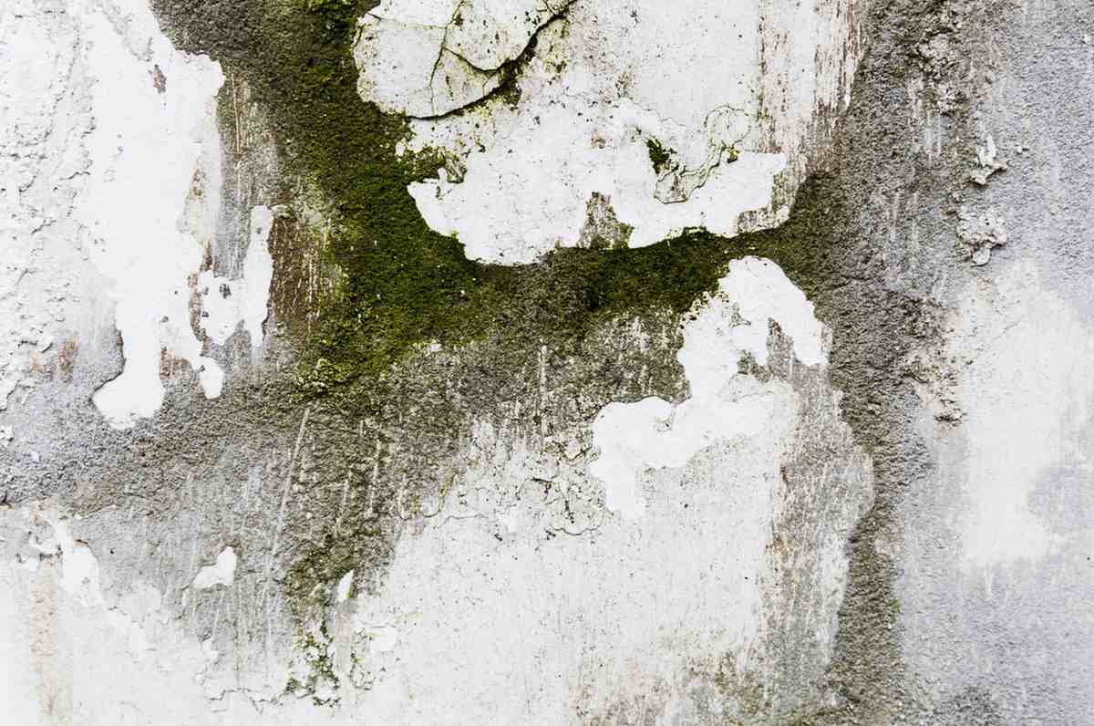 Close-up of mold growth and moisture damage in cracked drywall before professional mold removal.