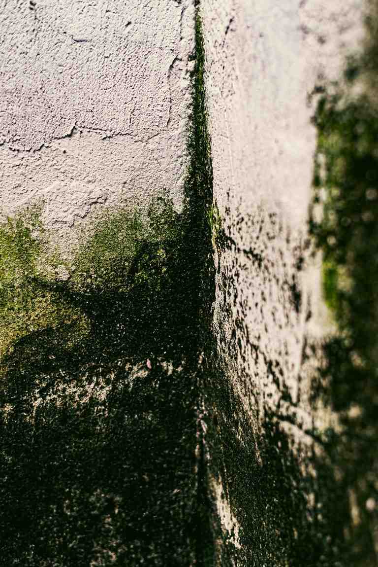 Visible mold growth along a damp wall corner highlighting the need for expert mold removal