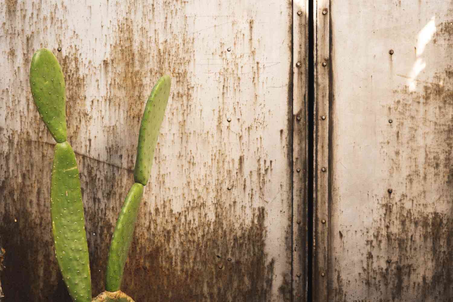 Stained and deteriorating metal siding with a cactus, illustrating severe environmental moisture damage.