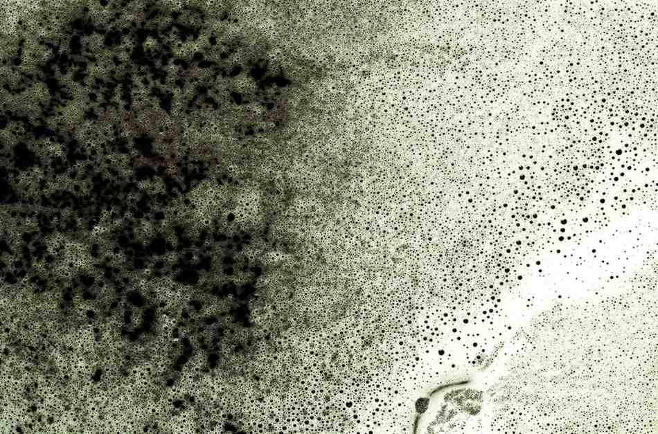 Close-up of black mold growth caused by excess moisture requiring professional mold remediation services.