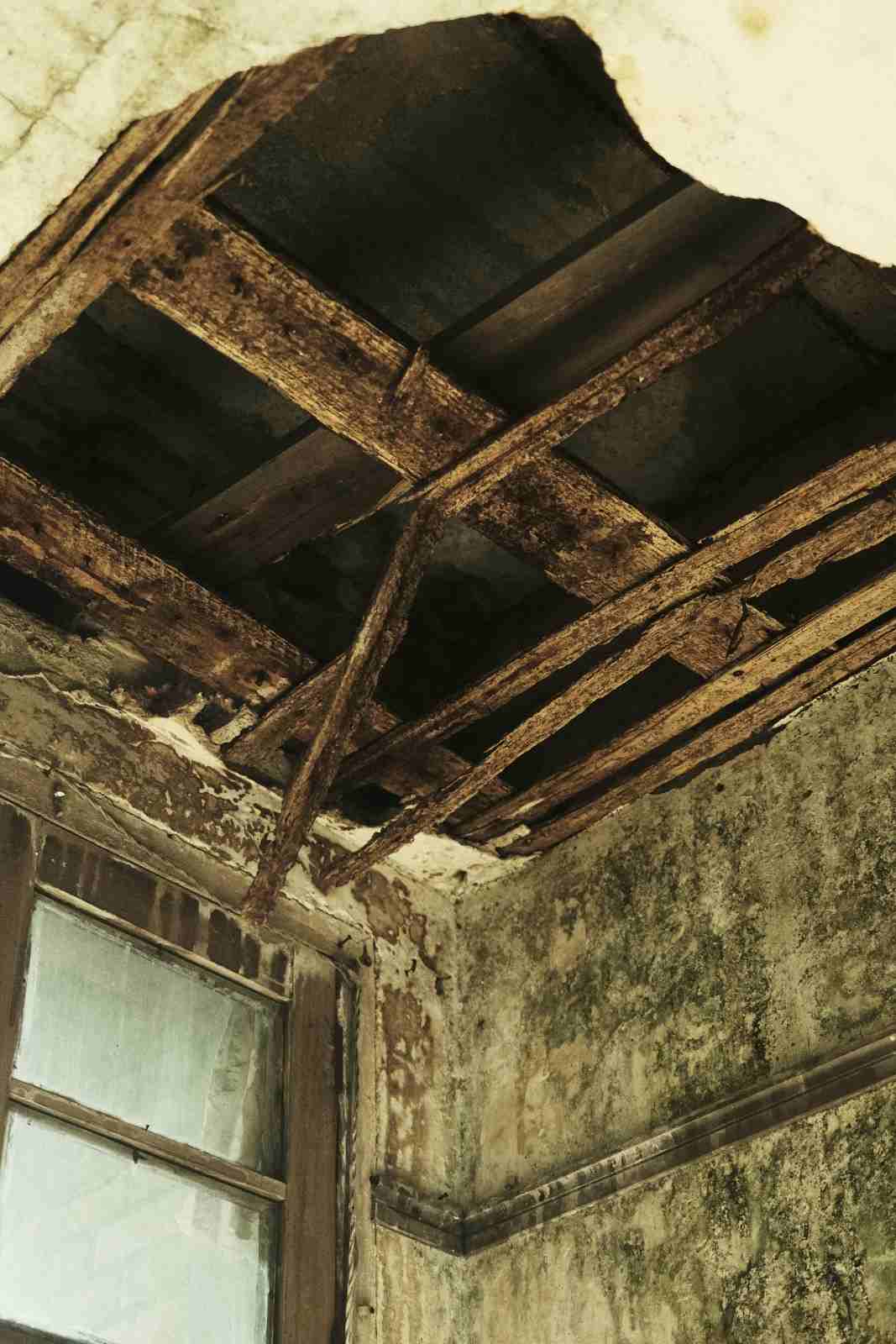 Severe mold growth on walls and a rotting exposed ceiling requiring remediation in Greenbelt