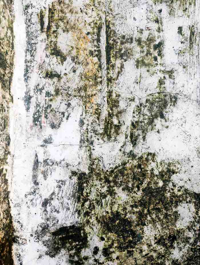 Severe dark mold and green mildew growth spreading across a damp, textured white wall.