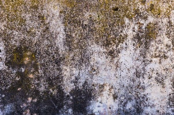 Heavy black and green mold growth covering a porous stone wall requiring expert remediation.