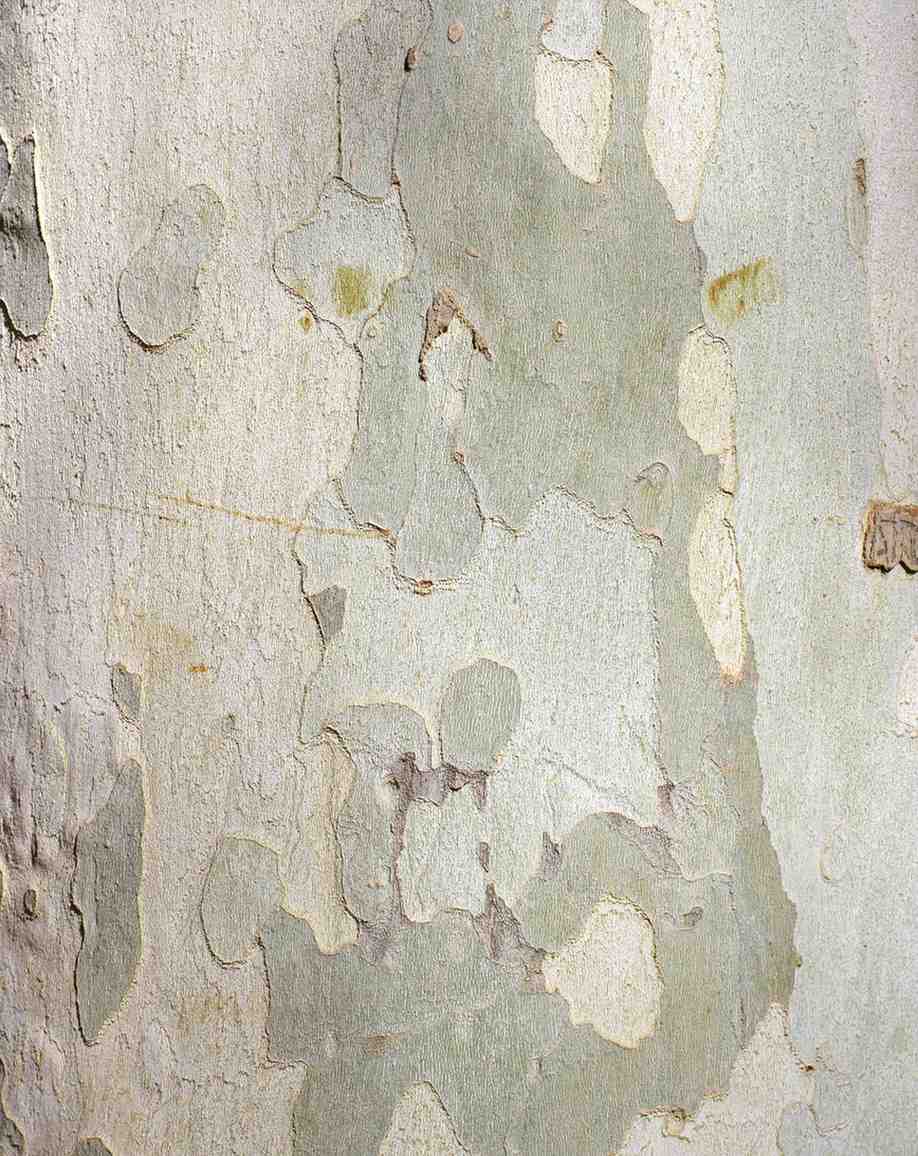 Close-up natural pattern of smooth, weathered tree bark with organic patches.