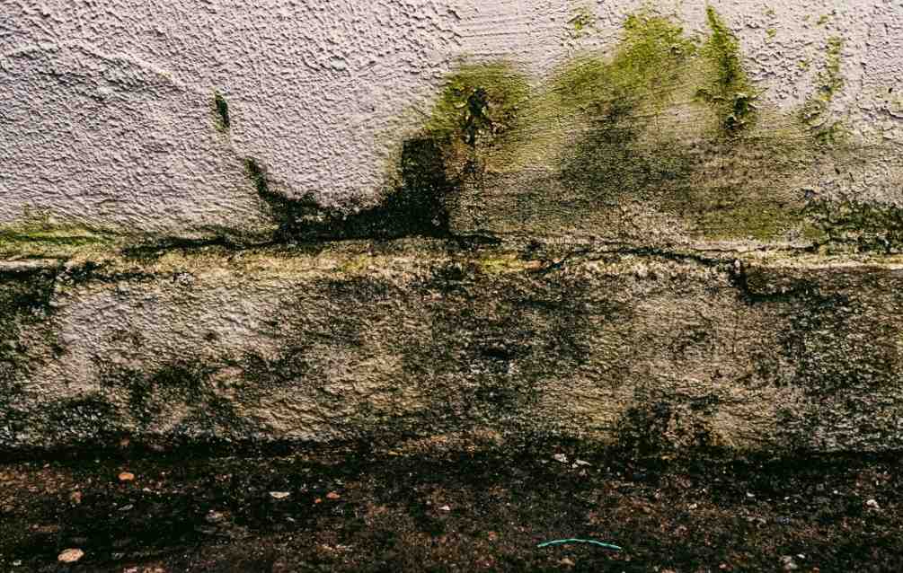 Heavy dark green mold and damp water damage stains spreading upward from the base of a white textured concrete wall.