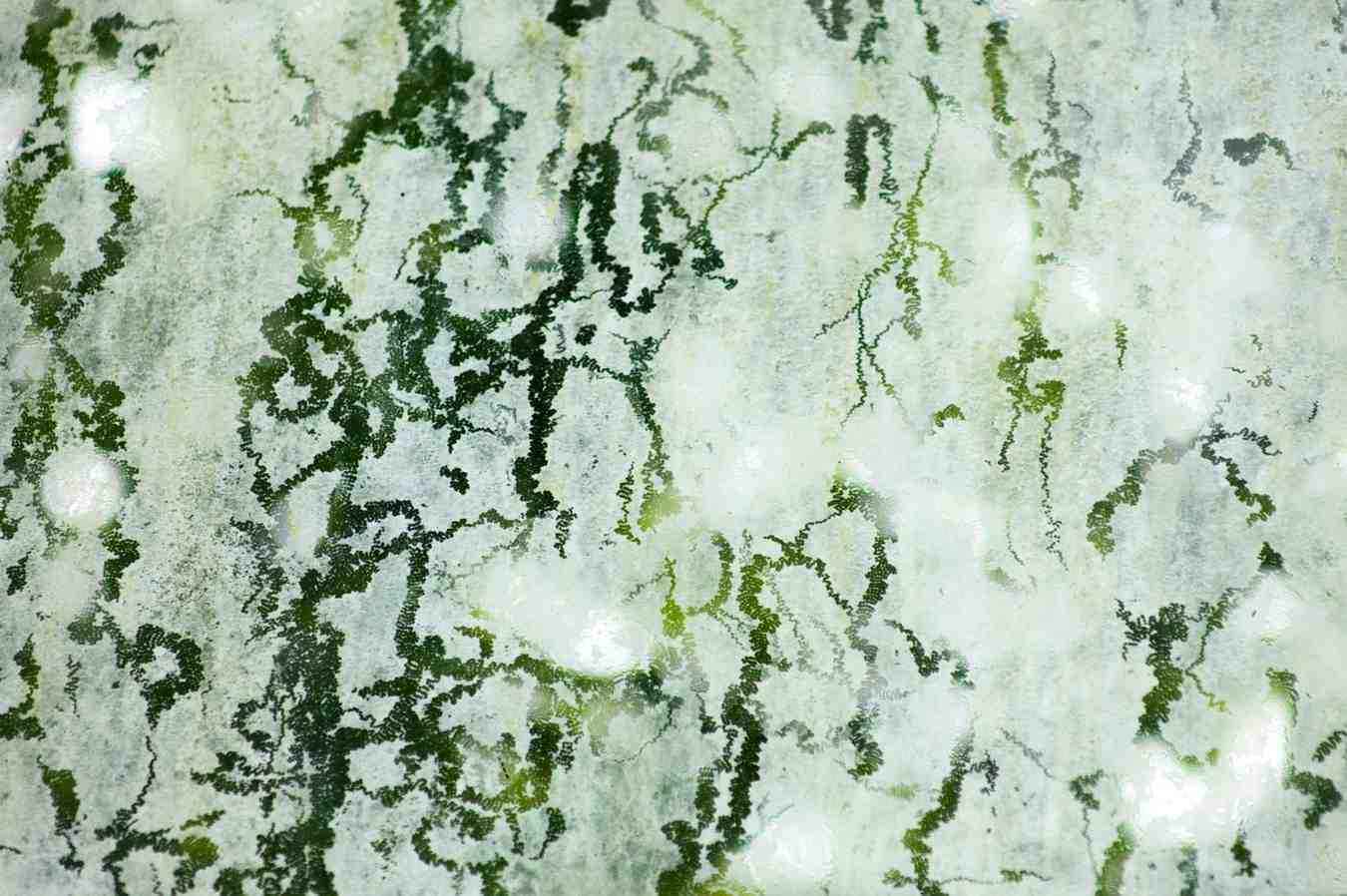 Macro texture view of branching green mold and mildew growing on a moisture-damaged background.