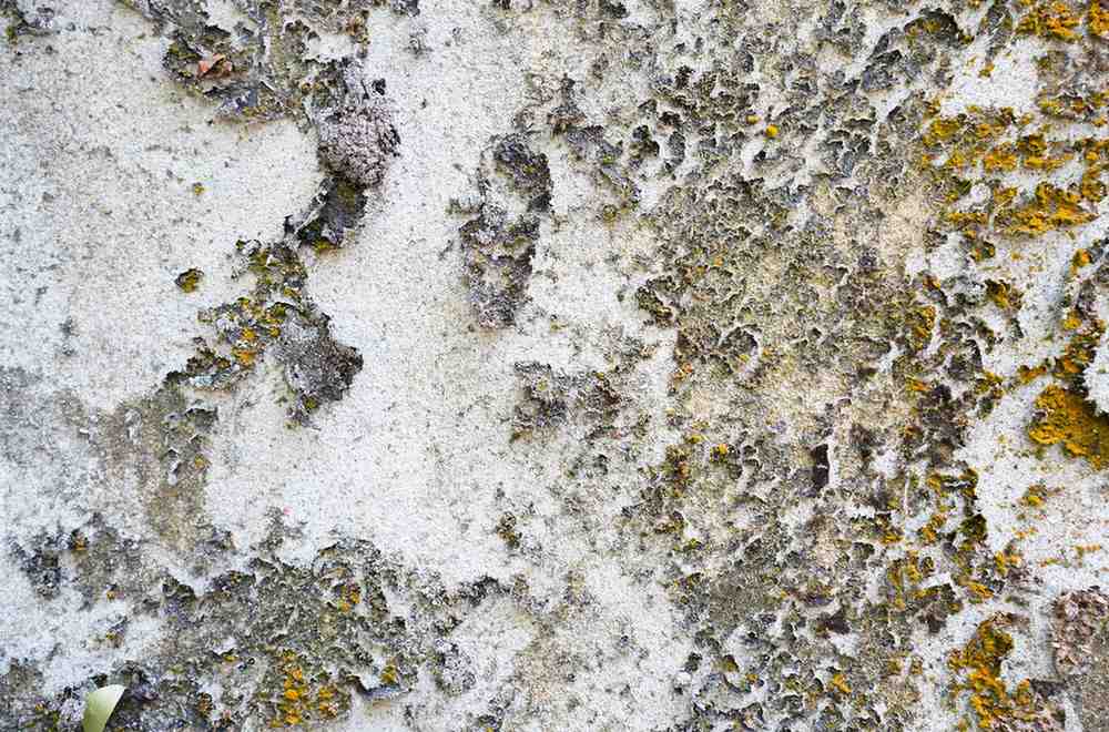 Concrete wall with peeling paint and severe mold growth.